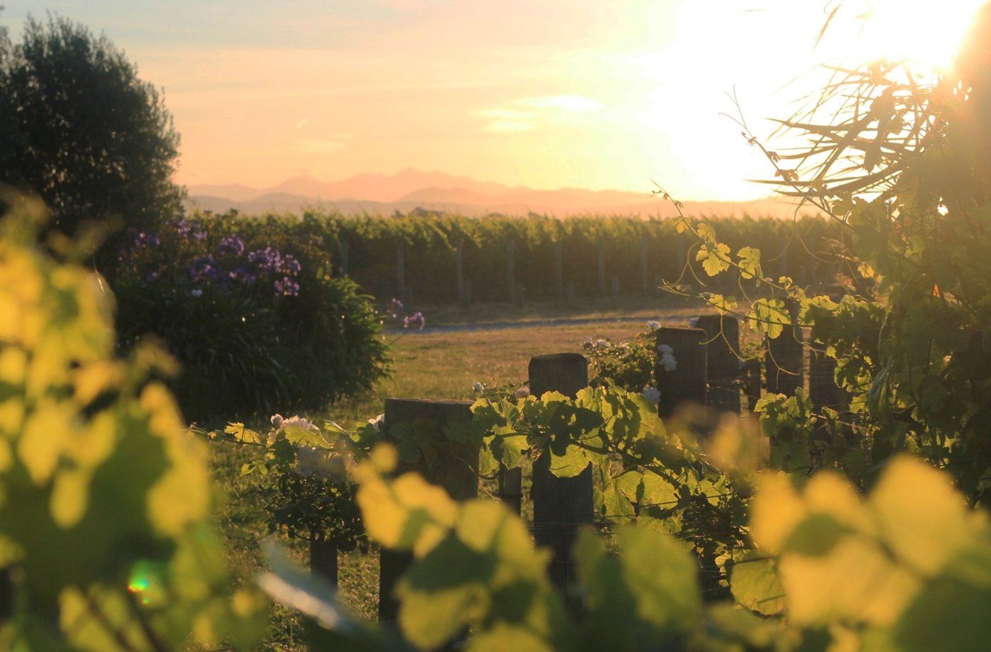 new zealand wine tastings - Wine Paths