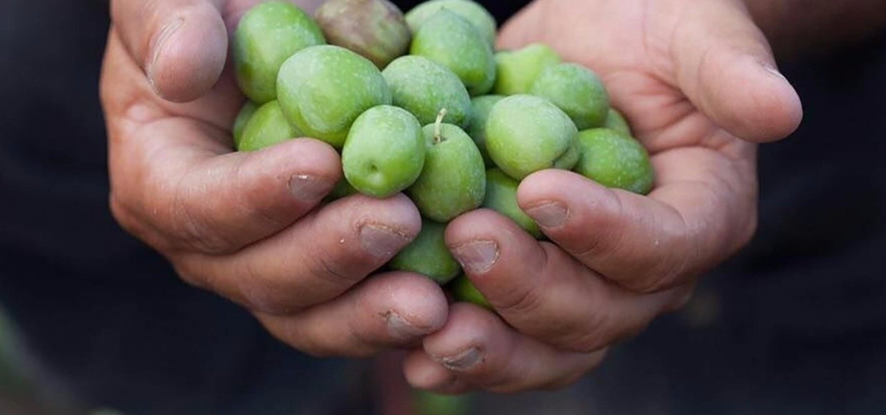 Olive Oil Activities - Wine Paths