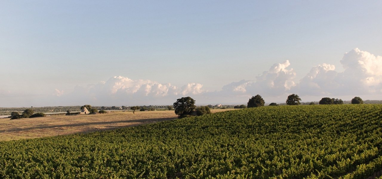 best wineries in Puglia
