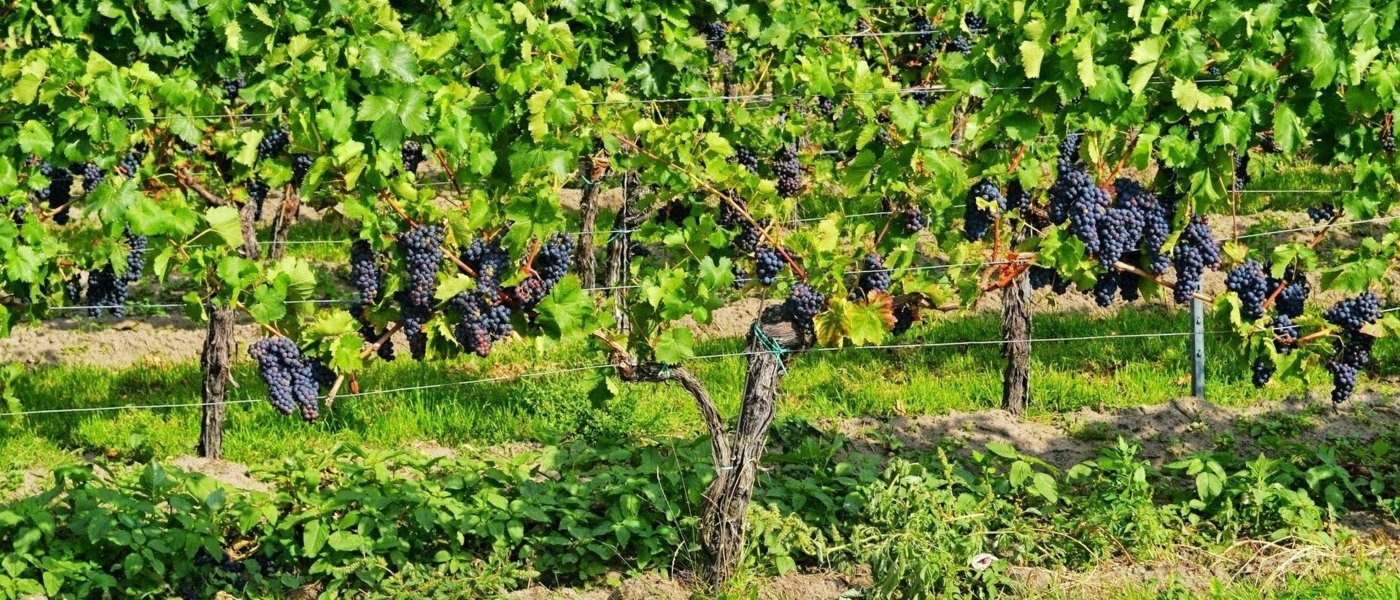 grapes in burgundy vineyards - Wine Paths