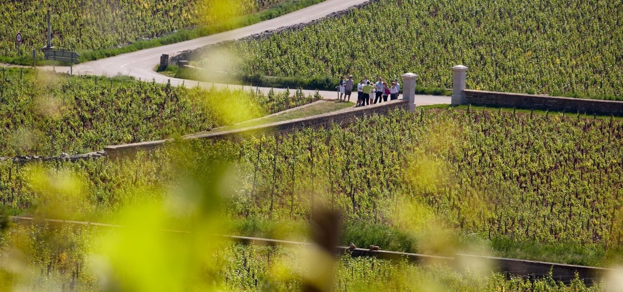 Puligny-Montrachet Vineyard
