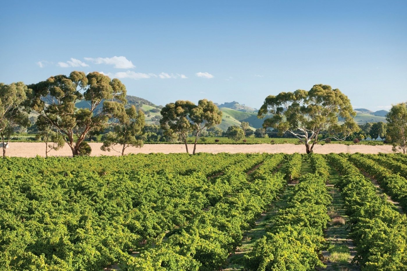 vineyards tours australia - Wine Paths
