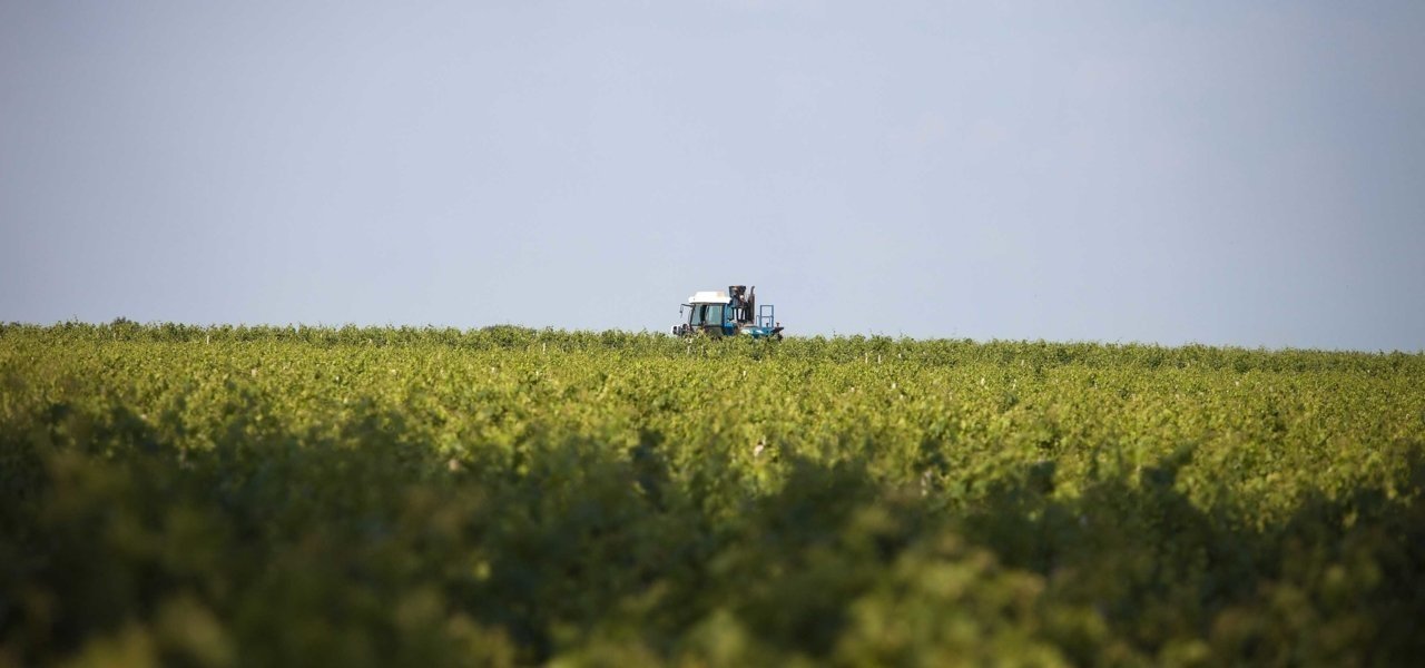 vinyeards in chateau kirwan