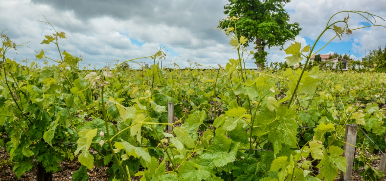 luxury wine tours in bordeaux - Wine Paths