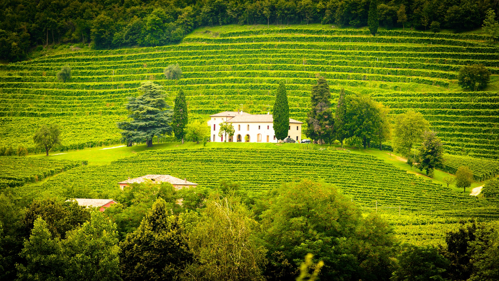 best wine tours in Italy - Wine Paths