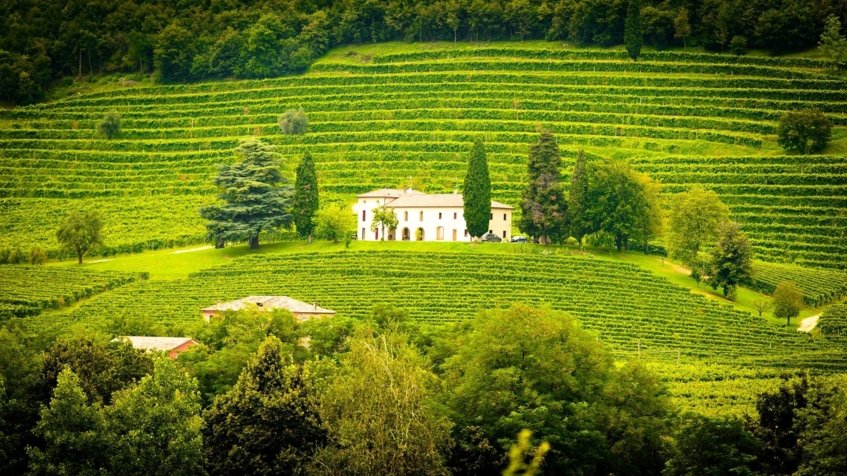 best wine tours in Italy - Wine Paths