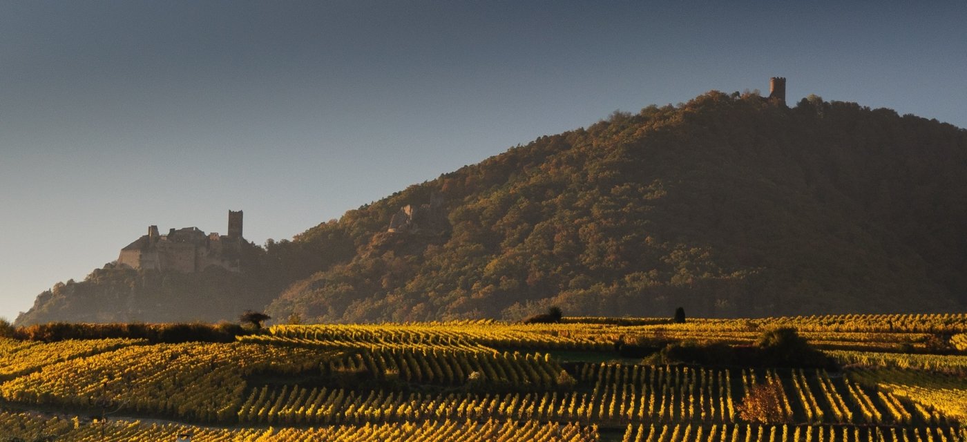 alsace wine region - Wine Paths