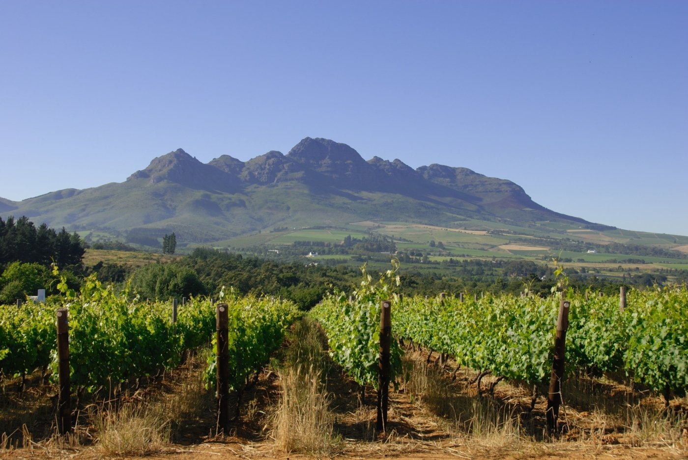 south africa wine tasting - Wine Paths