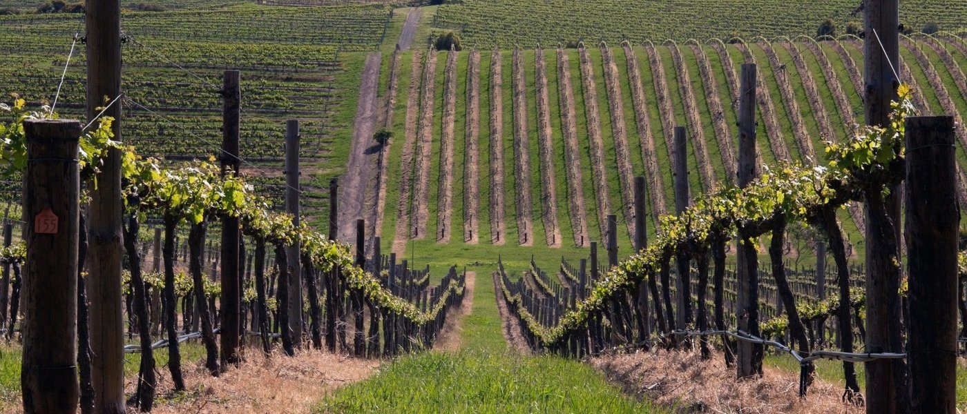 wine tours australia - Wine Paths