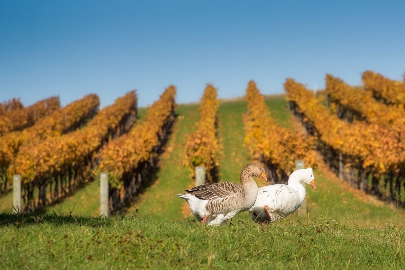 new zealand wine tastings - Wine Paths