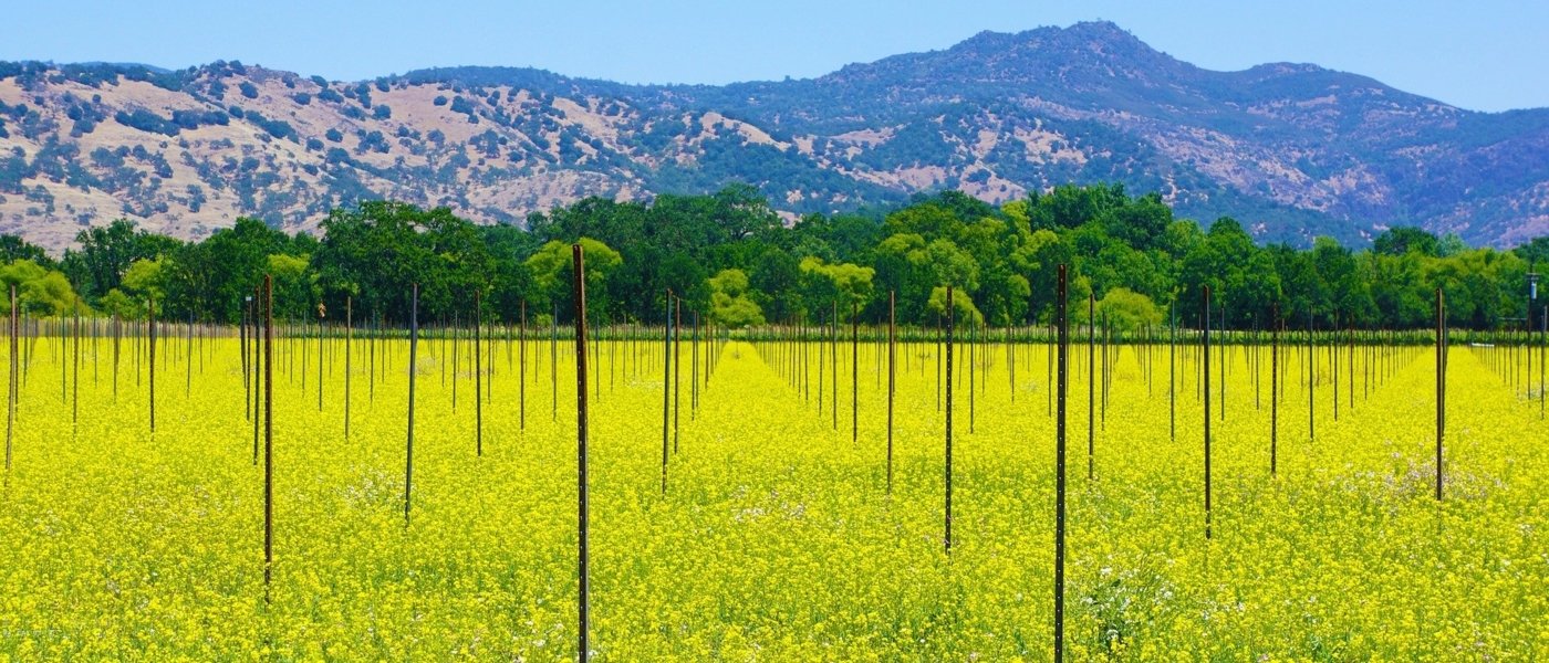 Best wineries and wine tours in Napa Valley