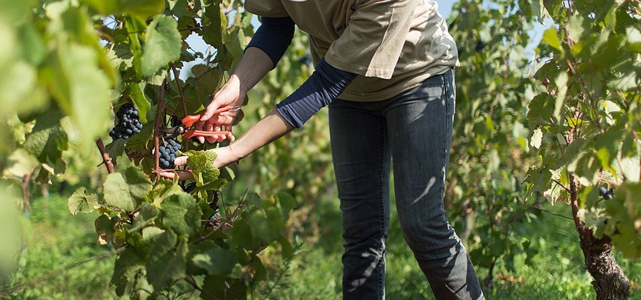 Grape harvest